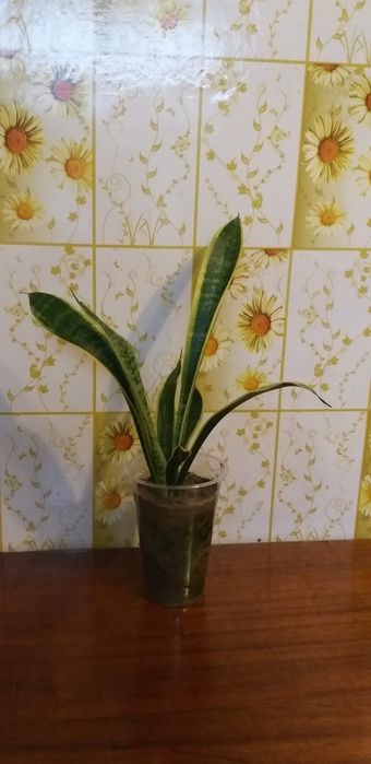 Сингониум,монстера и сансевьера