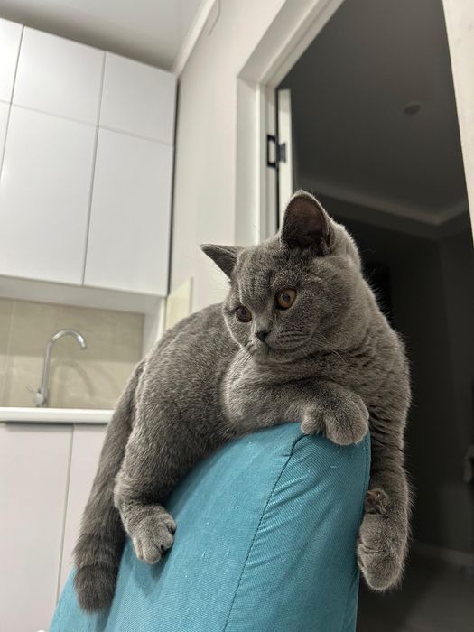 Отдам британских кошечек в добрые руки