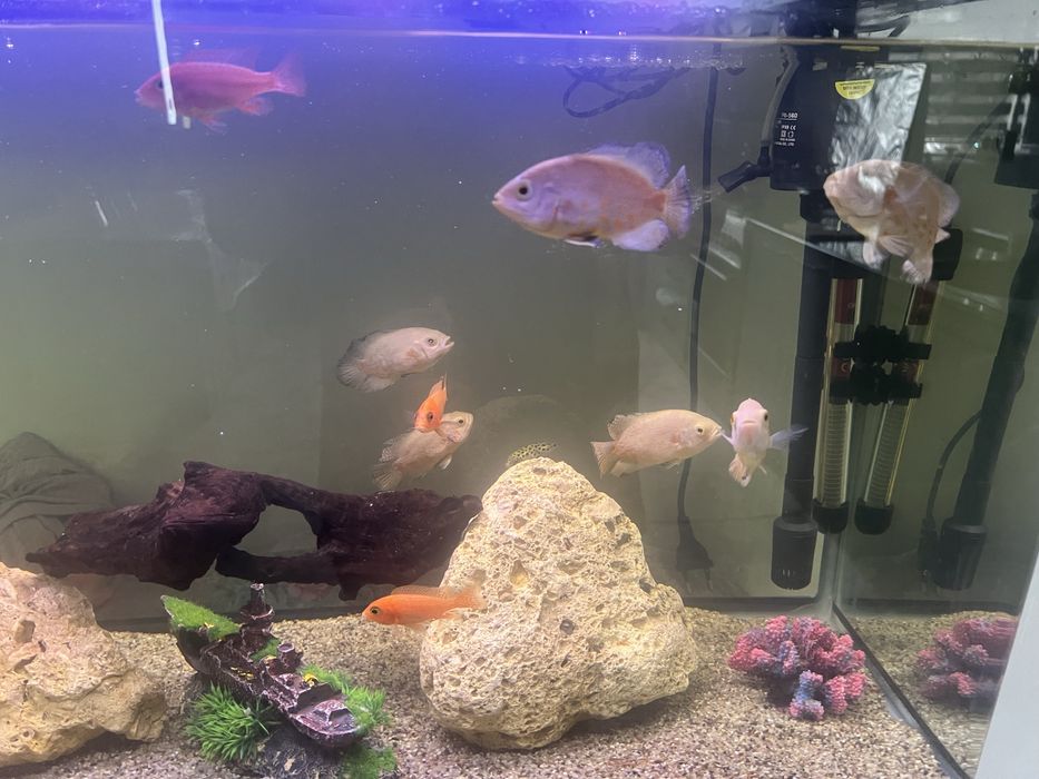 Oscar akvaroum balig’i