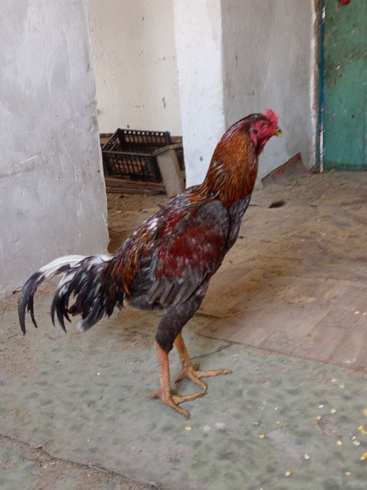 Дакан пепельный жужа