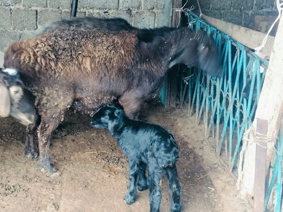 Қозылы қойлар сатылады