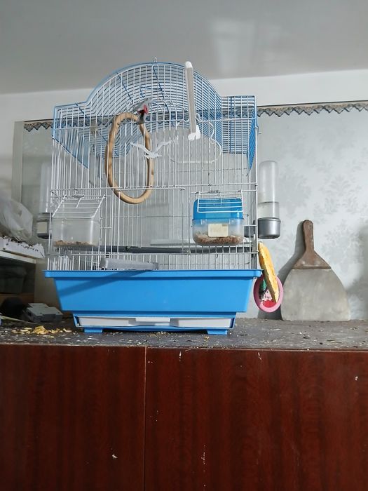 Попугай КОРЕЛЛА с клеткой