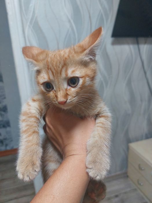Продам чисто символически турецкую ангору