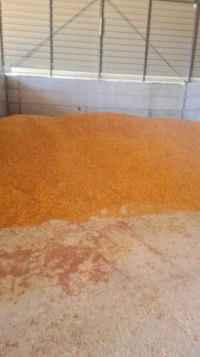 Mazăre selectată, Porumb