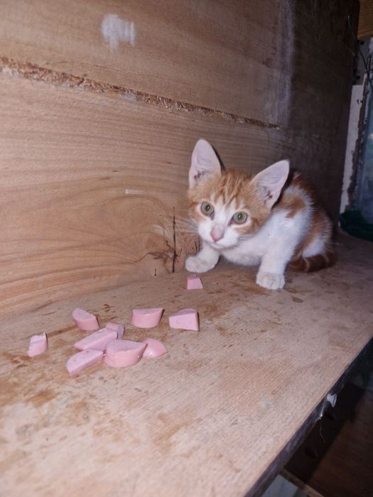 Две малки котенца търсят дом в Русе