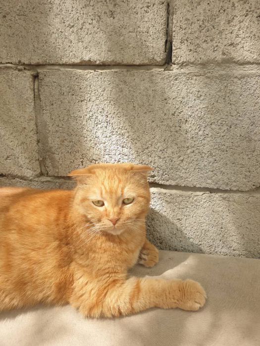 Кошка Волга ждет своего человека!