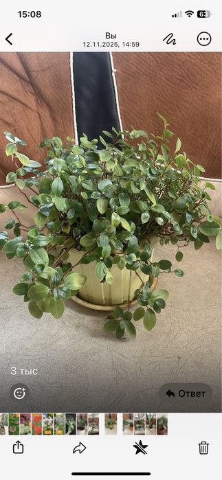 Срочно продам домашние цветы