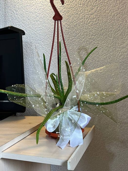 Цветы для дома, офиса и вподарок