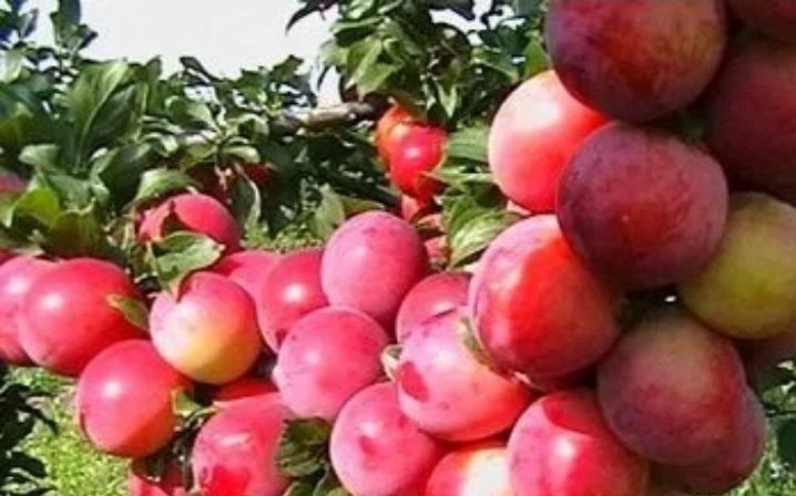 Prun Soiul (Red Freedom )