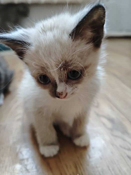 Отдам в добрые руки  котят