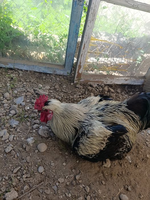 Петух на продажу