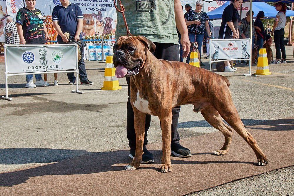 Немецкий Боксер Вязка