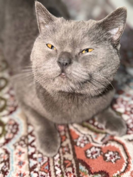 Parodali Mushuk sotiladi