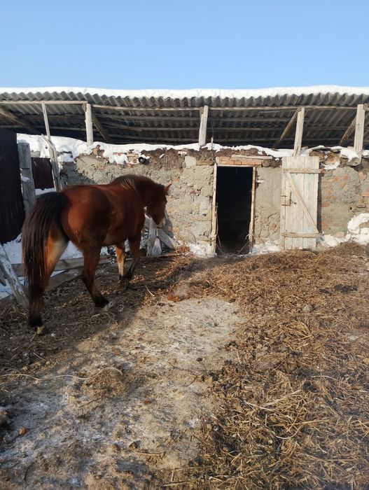 Жас бие буаз полукровка