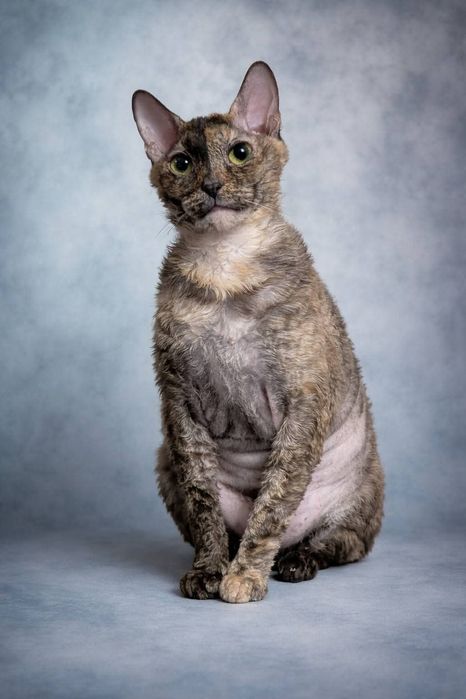 Кошки породы уральский рекс в добрые руки