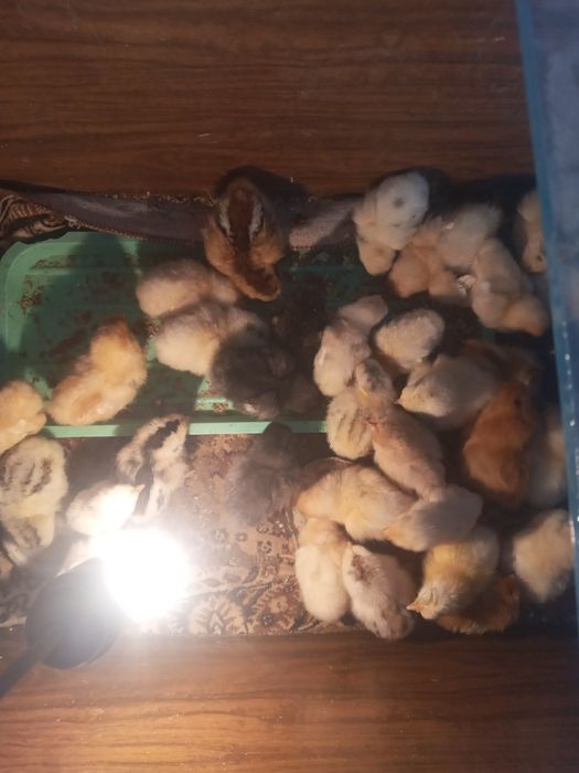 Циплята 3 дневные