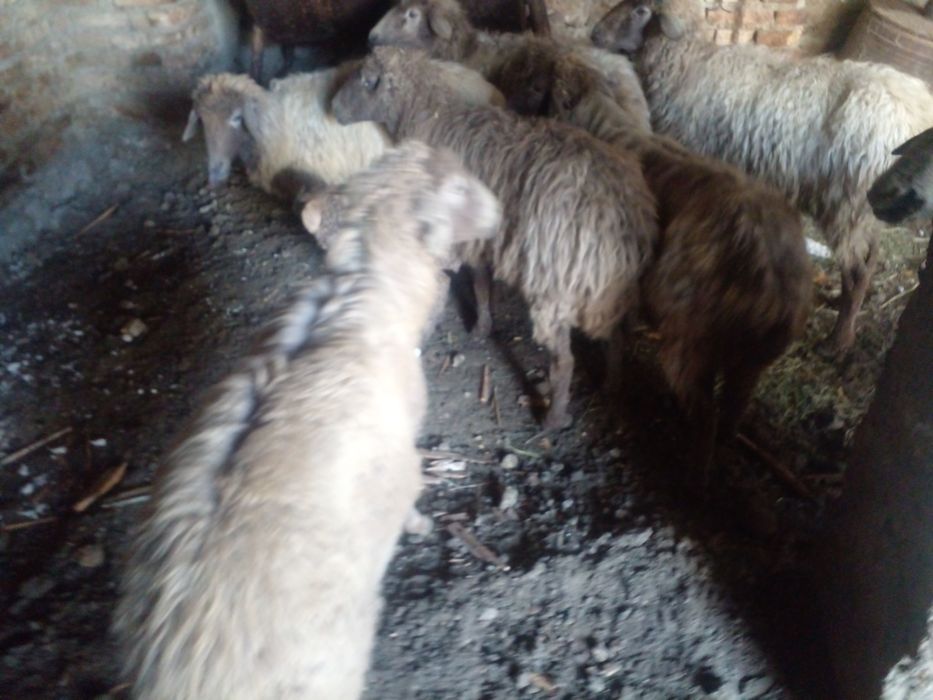 Араби мода куйлар