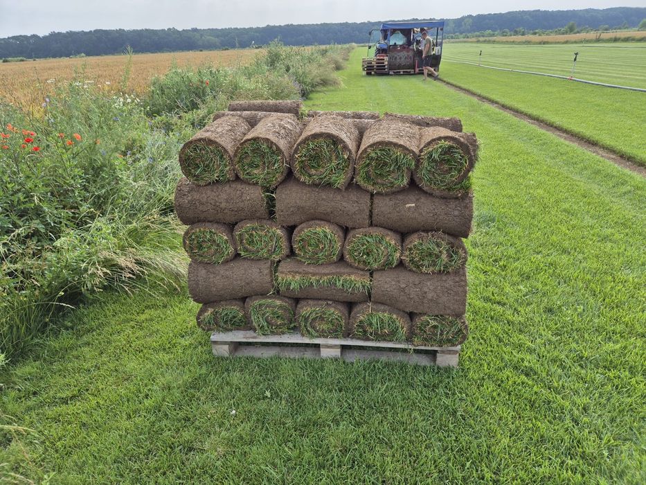 Gazon Rulou Premium- Direct de la Producator