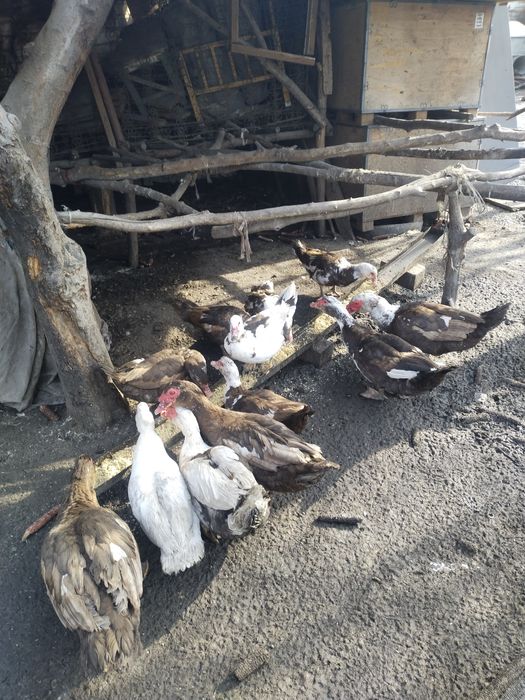 Продам Индоуток...