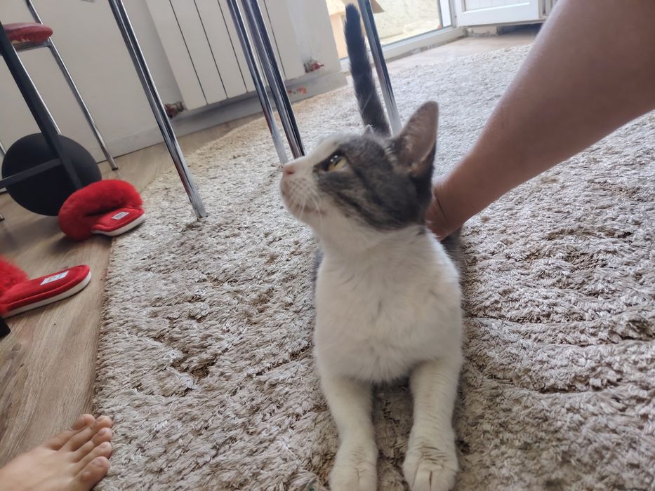 Отдадим кошку в хорошие руки