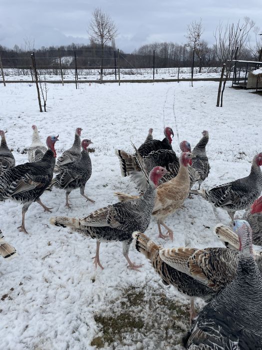 Curci  si curcani de casa