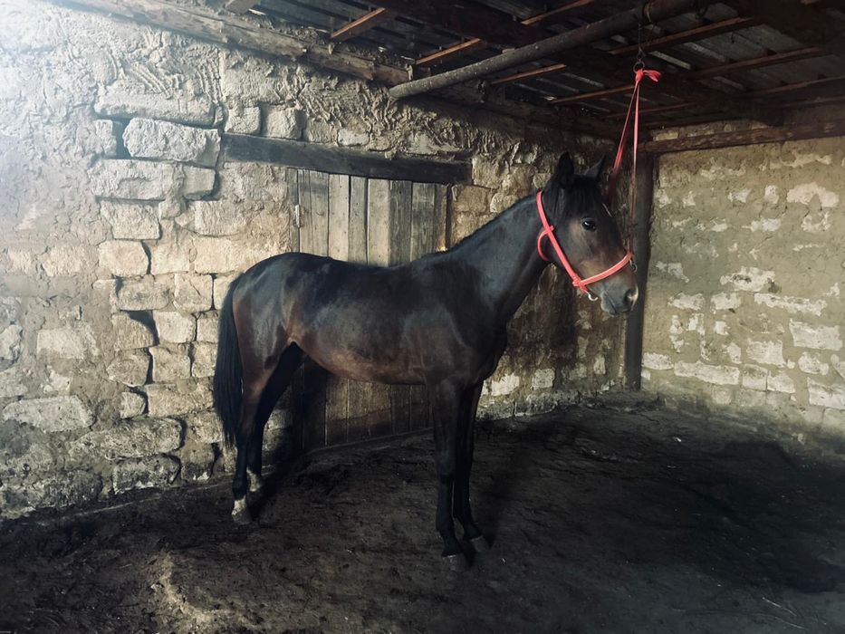 Сатылымда таза канды 1,5жасар