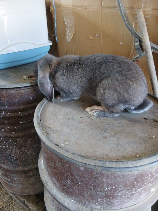 Vând iepuri berbec german