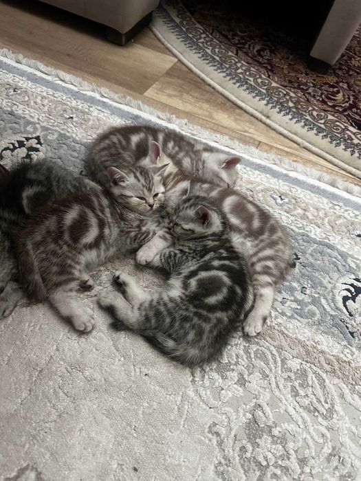 Продам Шотландские котят