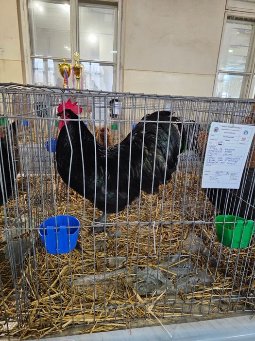 Vand oua incubat Australorp Negru