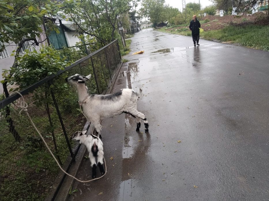 Assalamu aleykum echki sotiladi zanin alpen