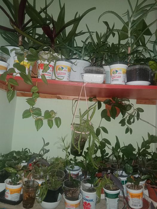 Цветы разные все