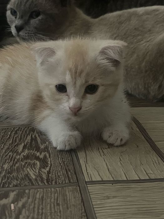 Котенок девочка