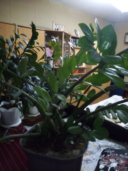 Растения для офиса