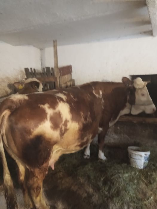 Vând vacă bălțată in ultima lună de gestație