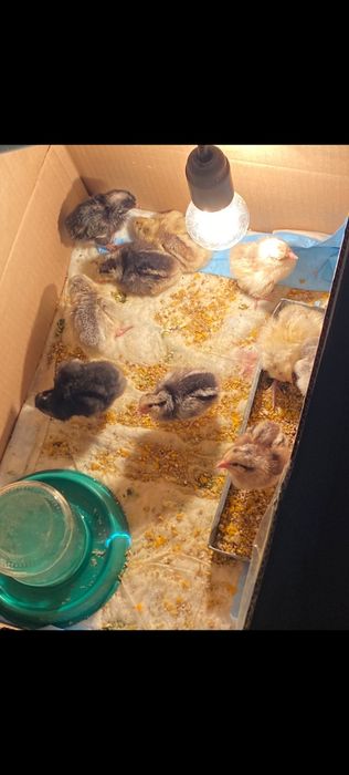 Балапан- Цыпленок