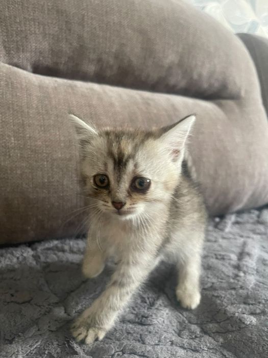Отдам котят в добрые руки!