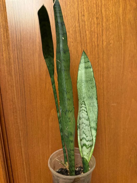 Сансивьера Голден флэйм, Спеарминт Блэк, Блэк голд