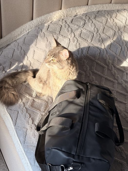 Отдам полугодового Кота