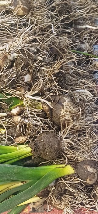 Зюмбюл селски 2лв