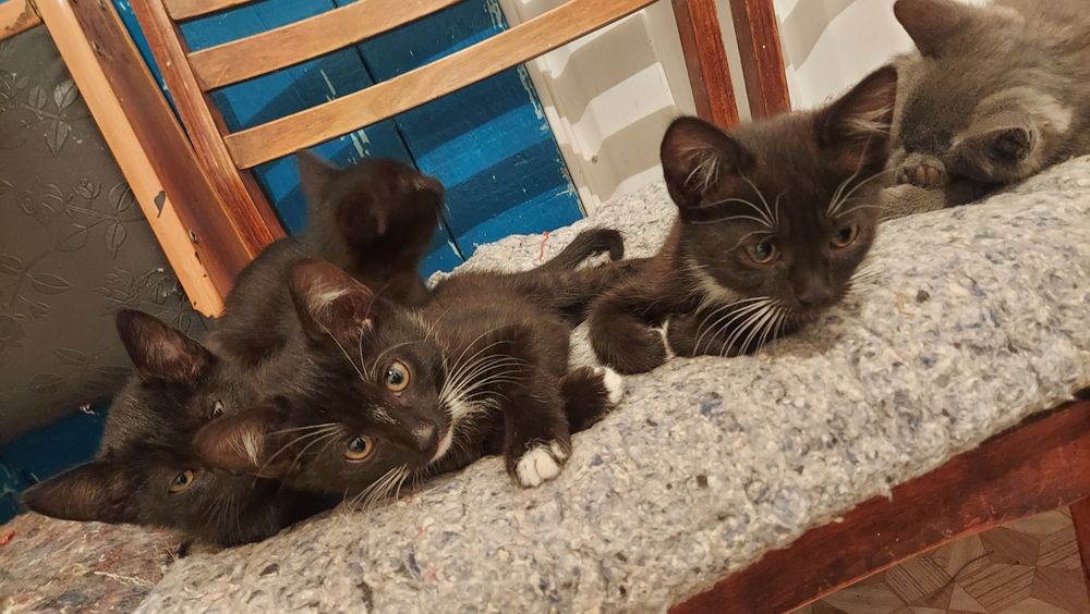 Котята в добрые руки