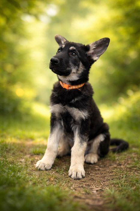 Продам щенков ВЕО с родословной