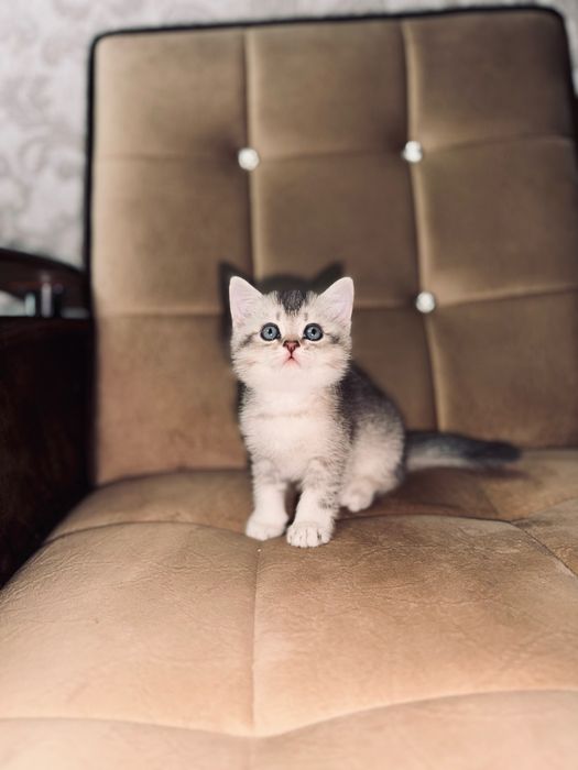 Срочно продается шиншила серебристая