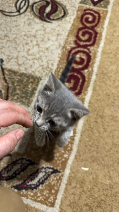 Котята шотландцы 2 месяца