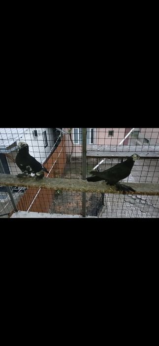 Голуби голуби голуби