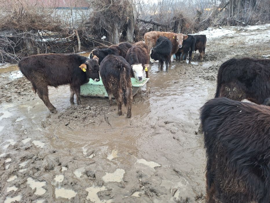 14 бас еркек тайыншалар сатлады