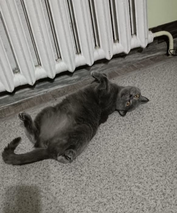 Кошечка породистая отдам