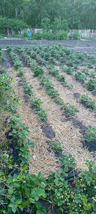 Дача ПК Плодородие