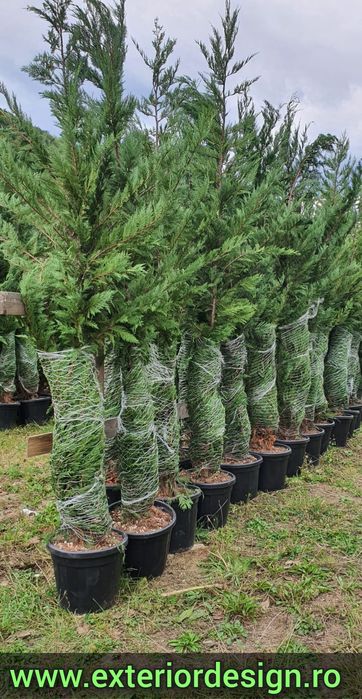 Mesteacăn cu coaja alba, plante ornamentale, Tei argintiu etc