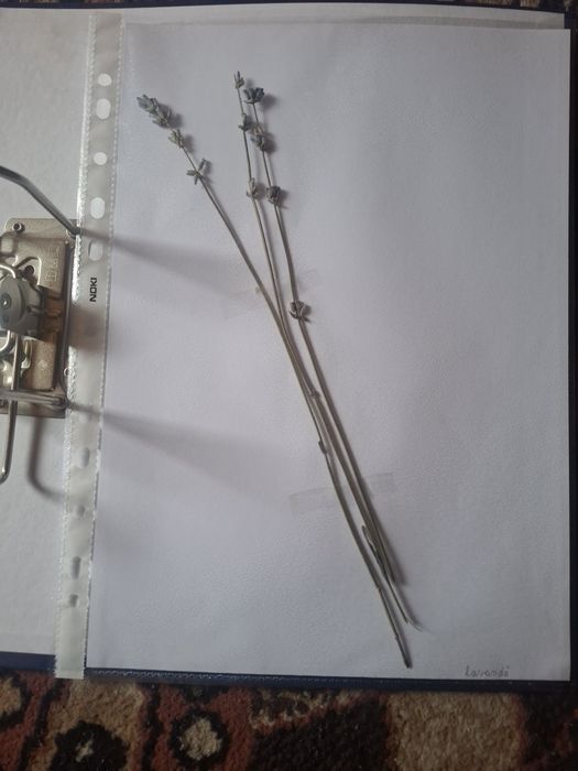 Ierbar școlar,liceu,facultate-25 de plante,flori