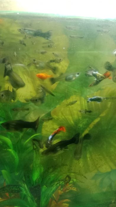 Аквариум баликлар